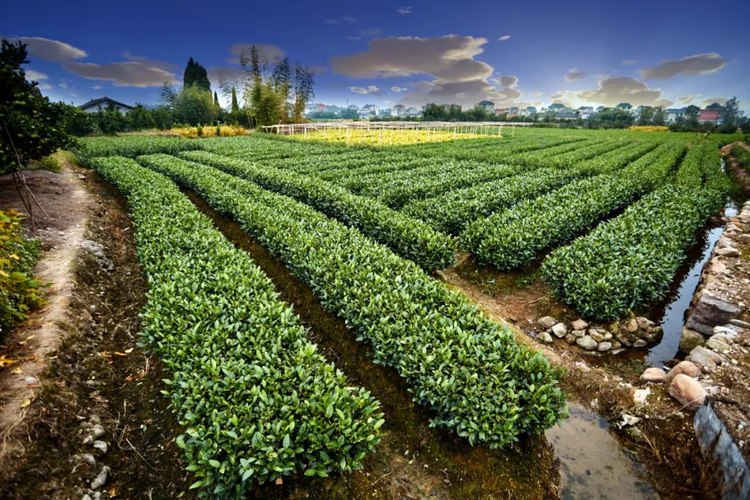 農(nóng)村生活污水處理設計選型和問題不足(圖2)